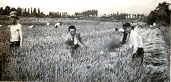 勤労奉仕の農作業／麦の収穫／1942（S17）頃